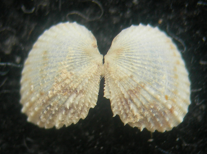 parvicardium vroomi